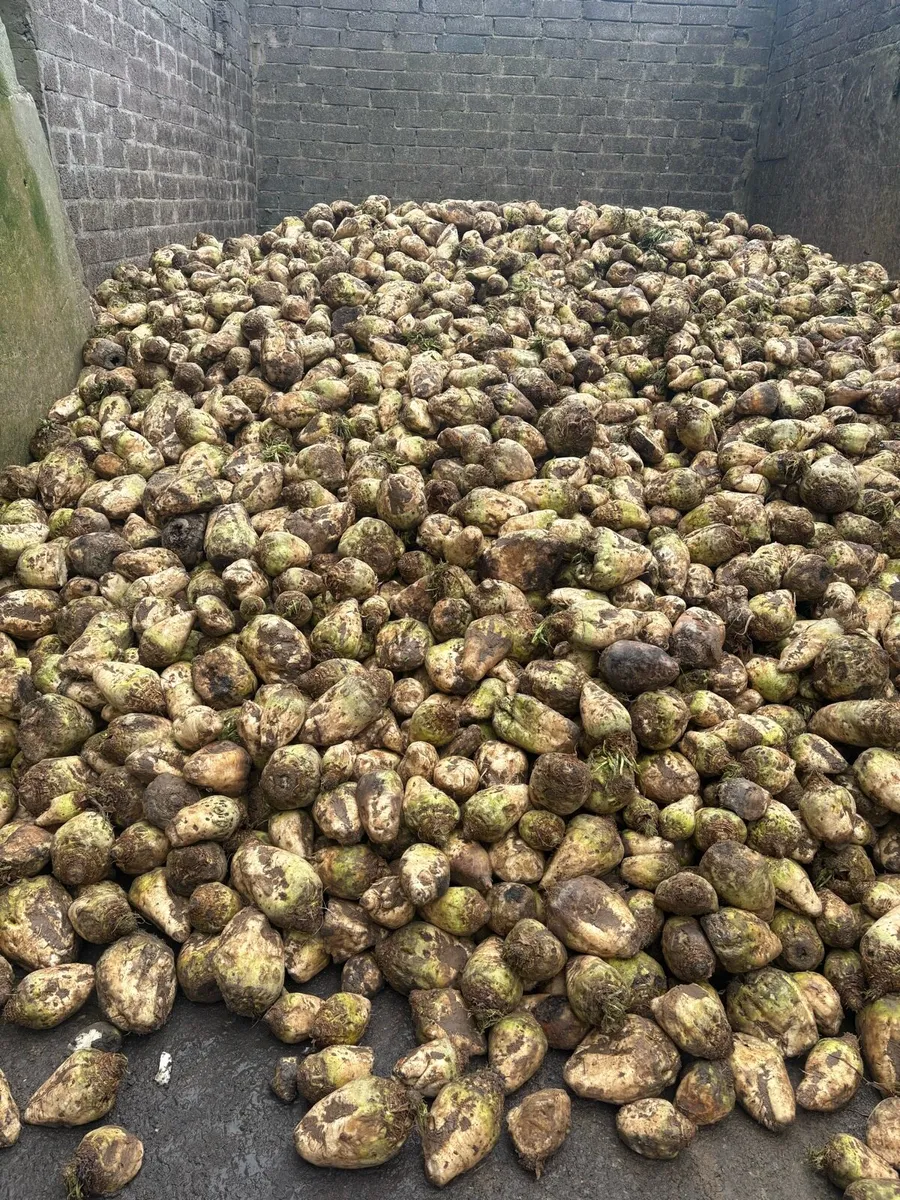 Fodder Beet - Image 3