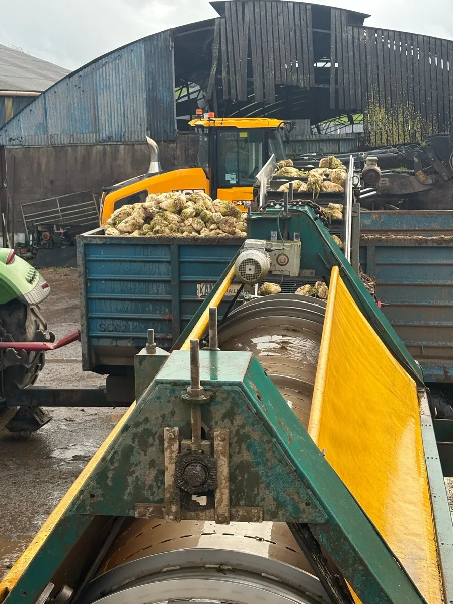 Fodder Beet - Image 1
