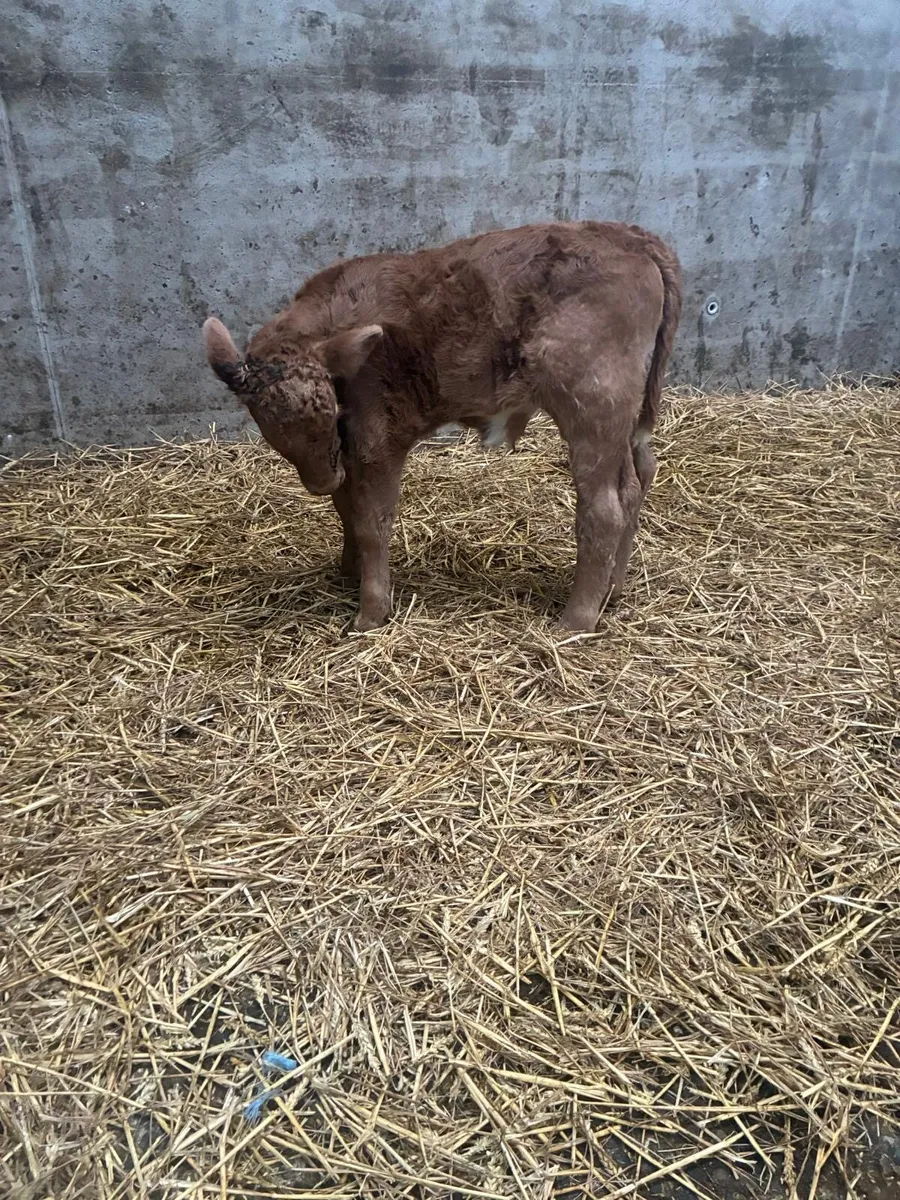 Charolais bull calf - Image 3