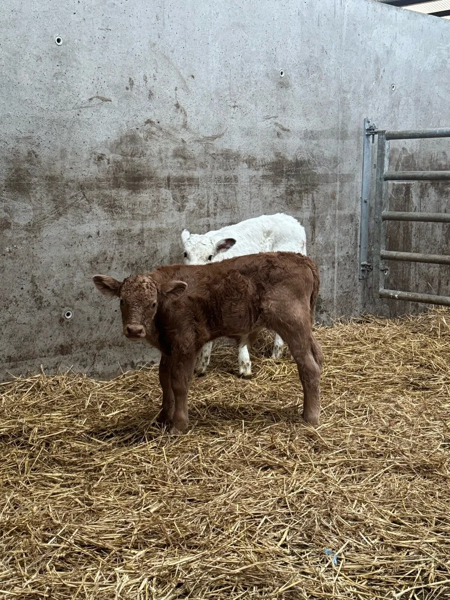 Charolais bull calf - Image 1