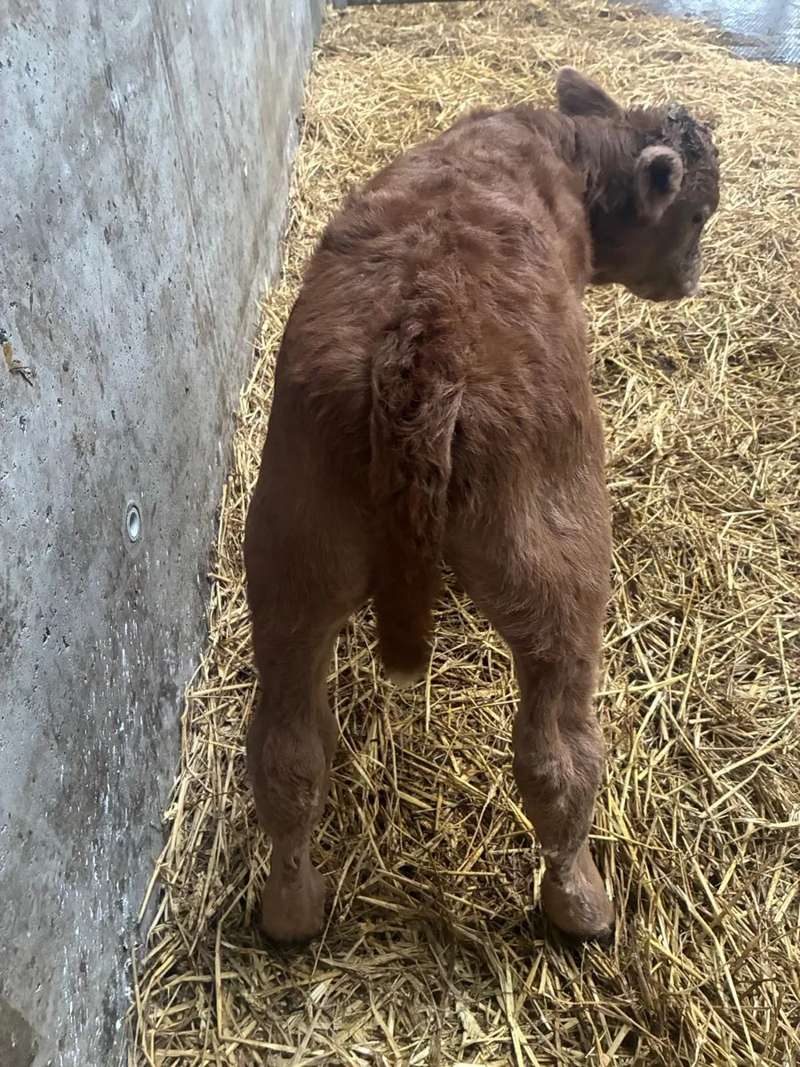 Charolais bull calf - Image 2