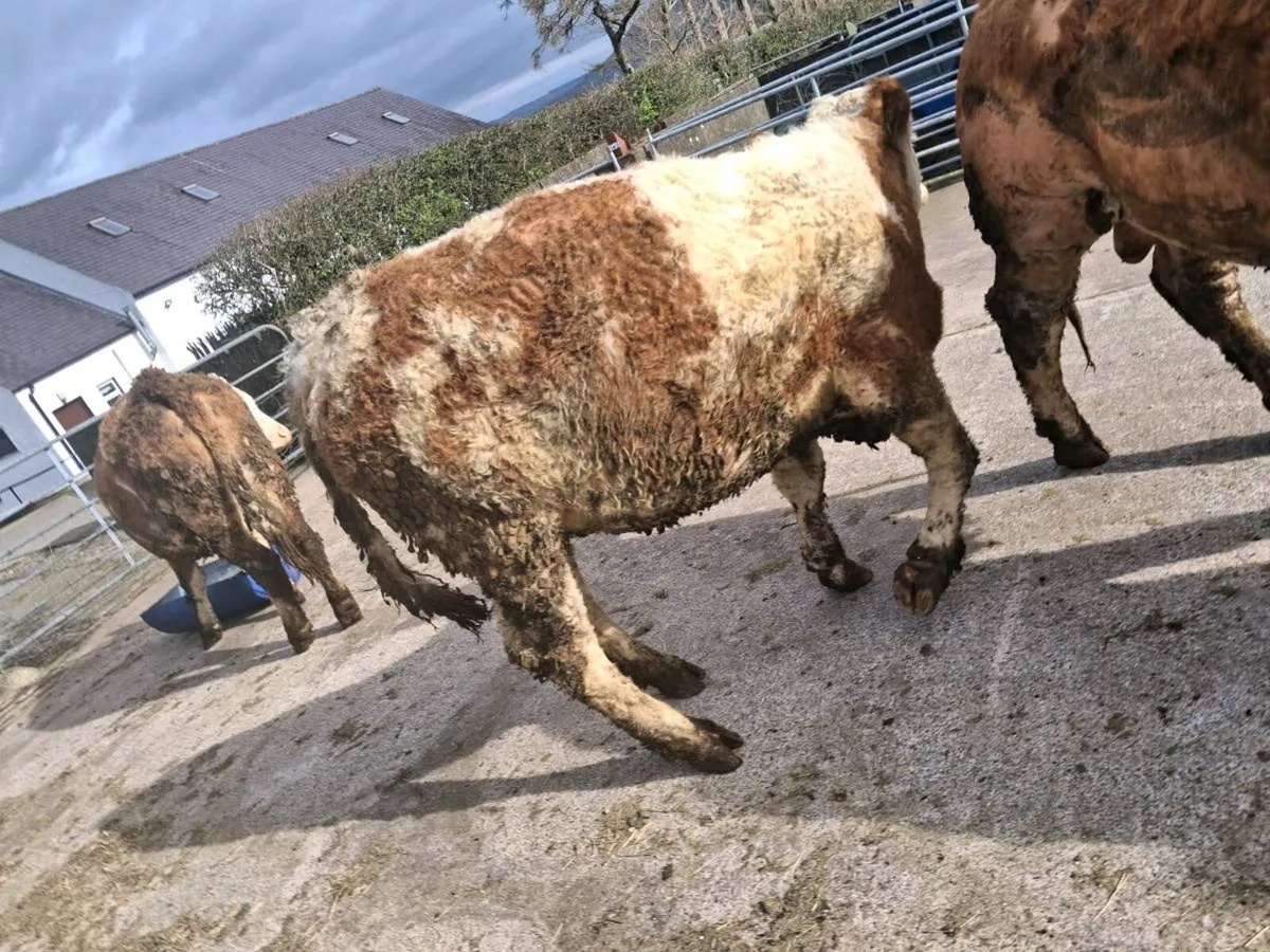 Springing heifers - Image 4