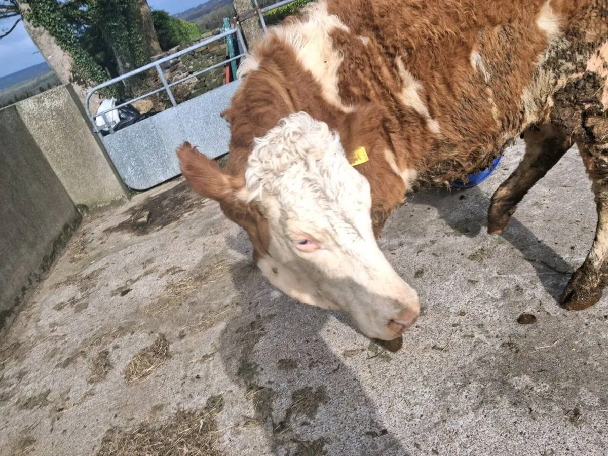 Springing heifers - Image 2