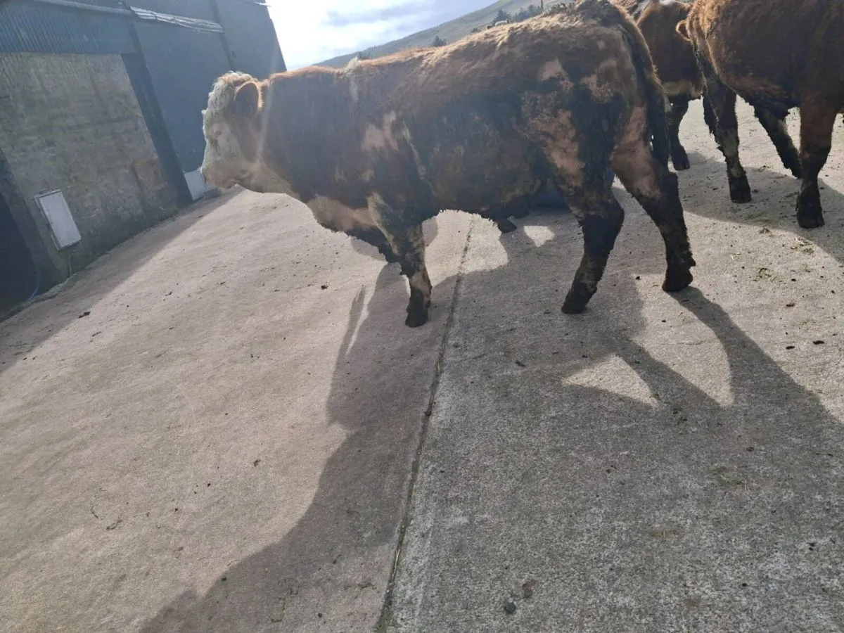 Springing heifers - Image 3