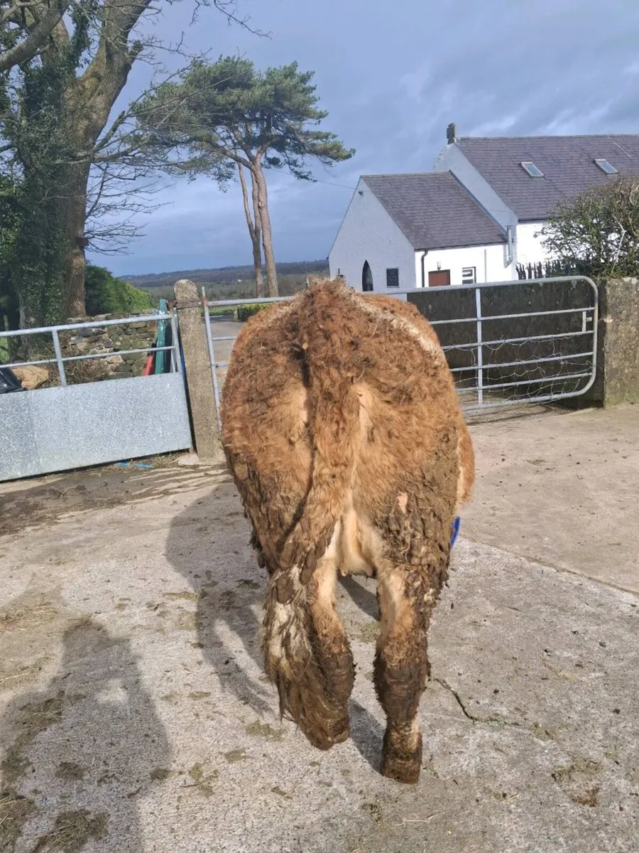 Springing heifers - Image 1