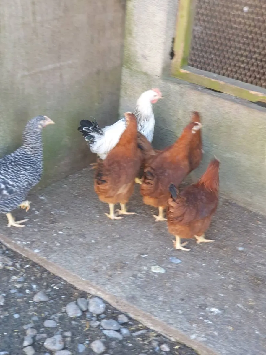 Hens, Ducklings, chicks, Fertile eggs. - Image 4