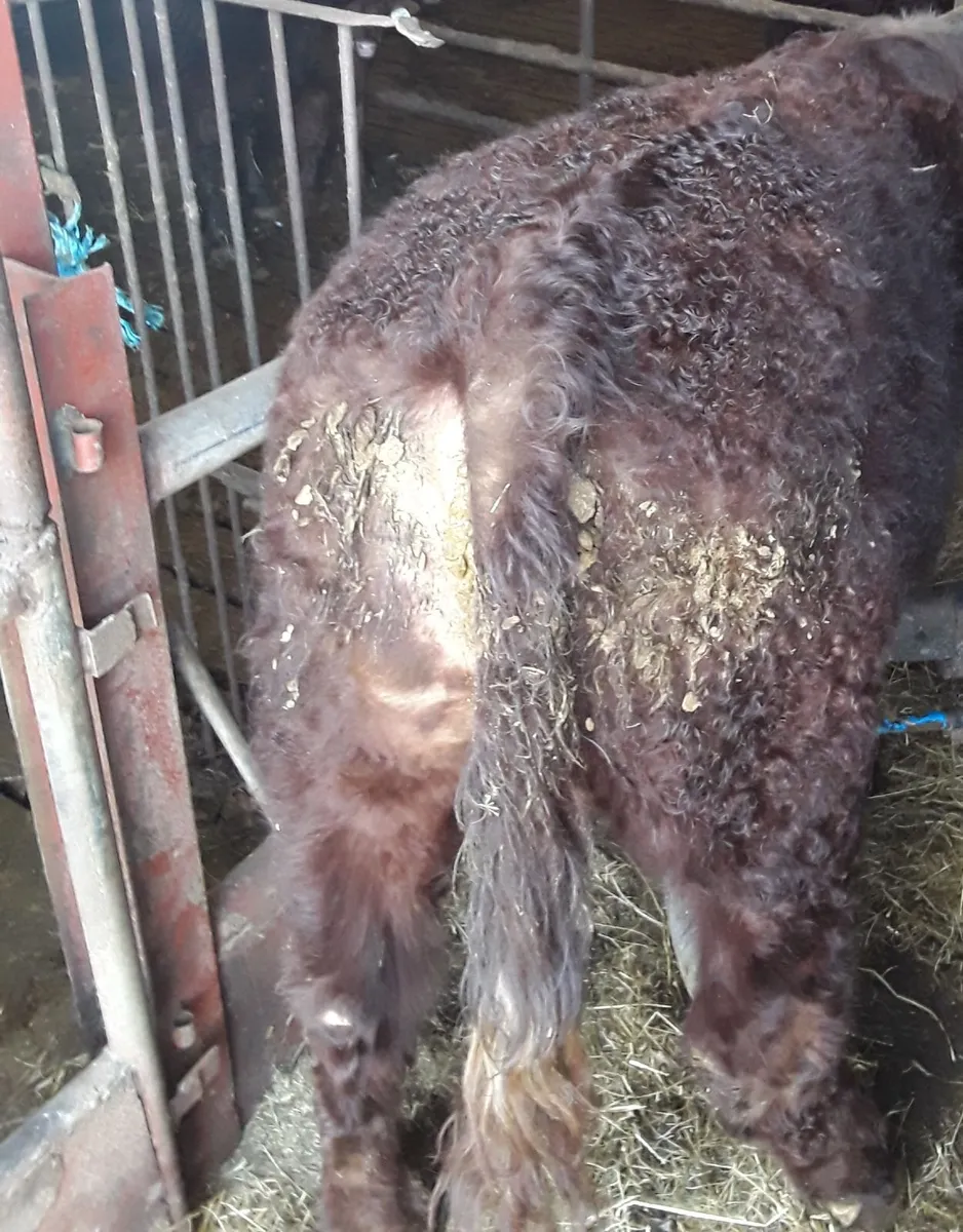 Saler Bull - Image 1