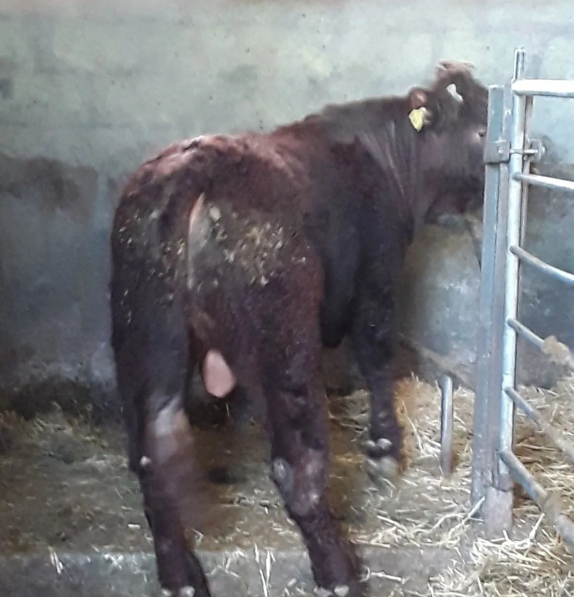 Saler Bull - Image 2