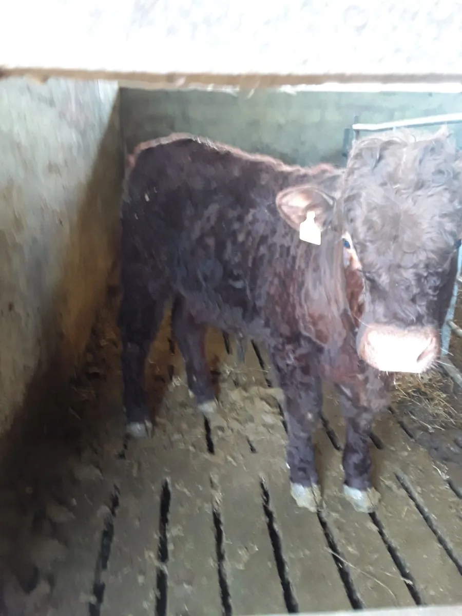 Saler Bull - Image 3