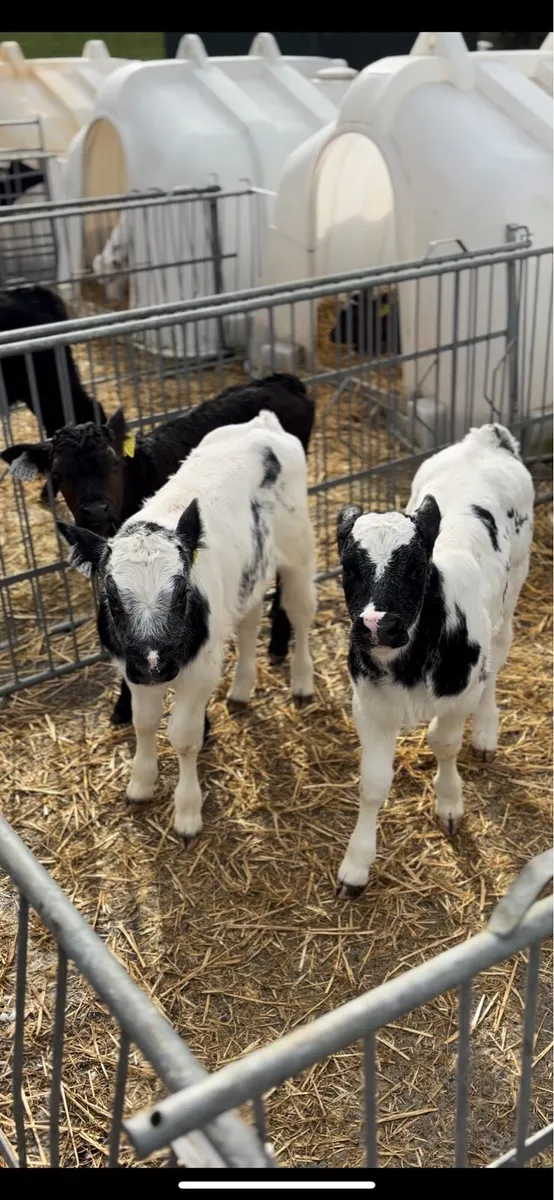 Limousine&belgiumblue calves - Image 1