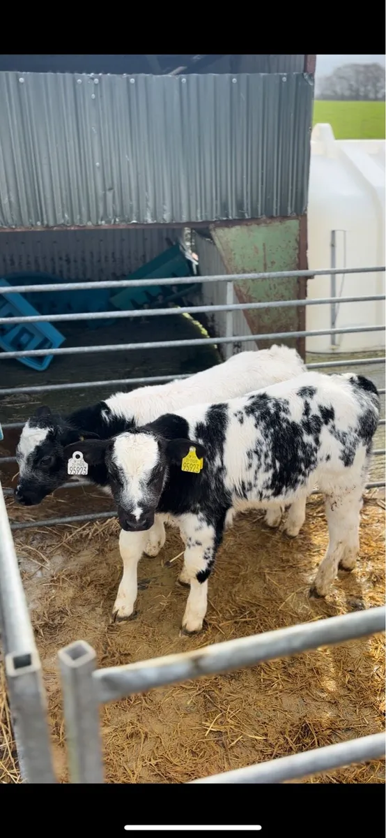 Limousine&belgiumblue calves - Image 2