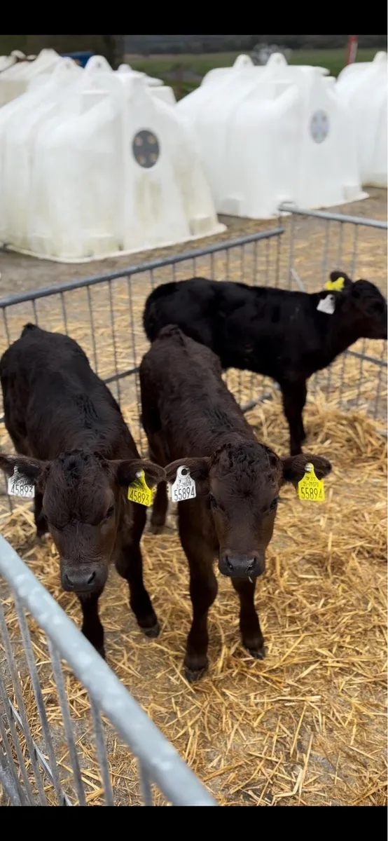 Limousine&belgiumblue calves - Image 3