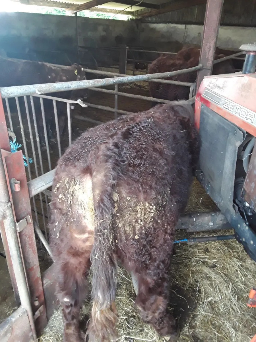 Saler Bull - Image 4