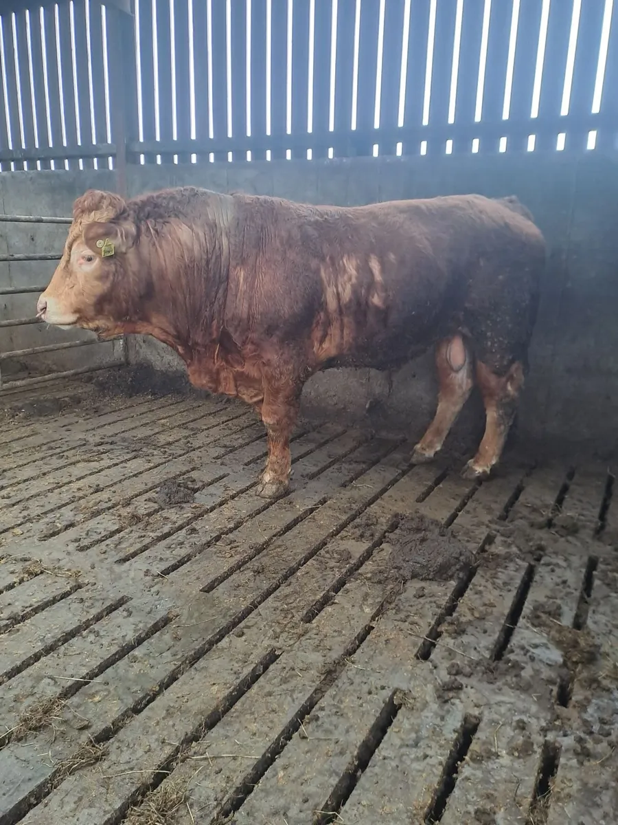 Limousin bull - Image 1