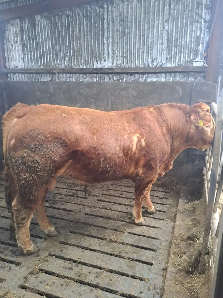 Limousin bull - Image 2