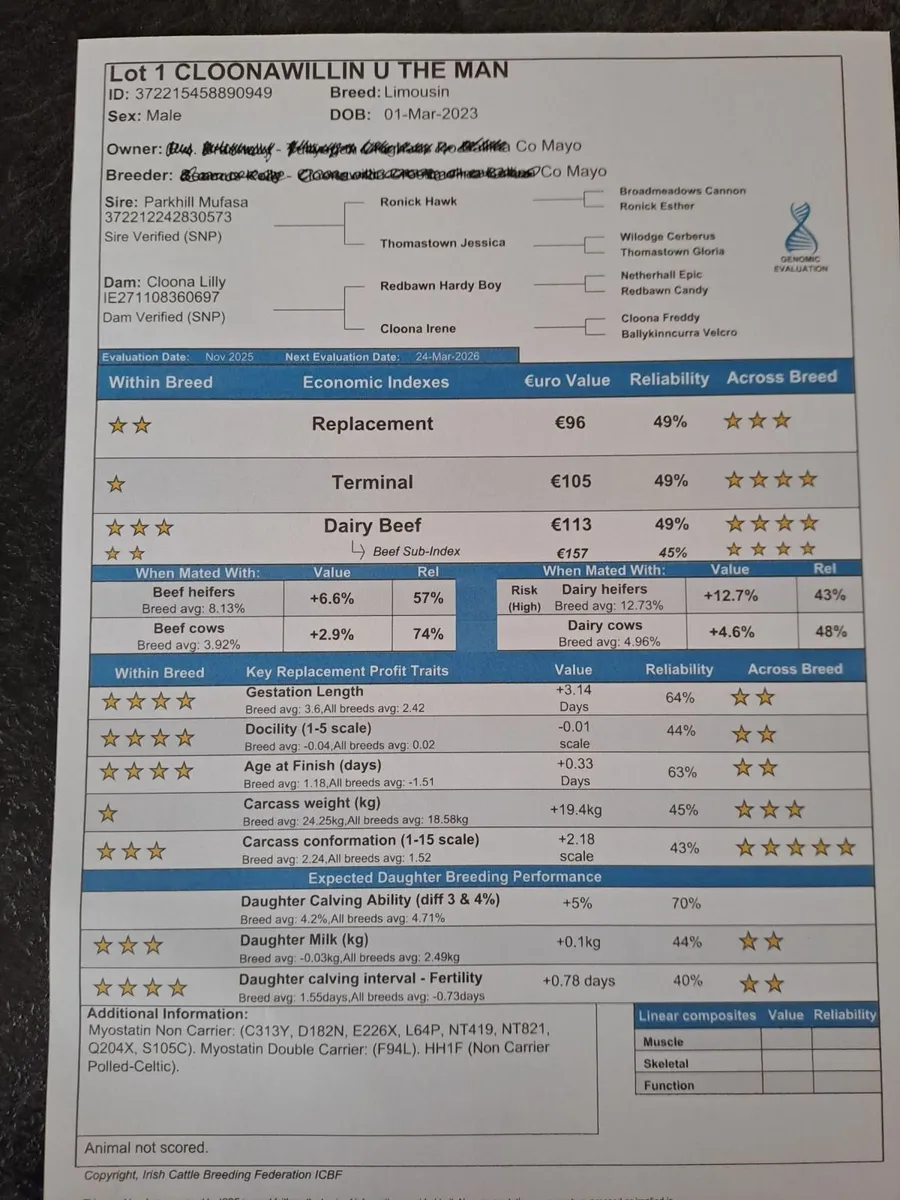 Limousin bull - Image 3