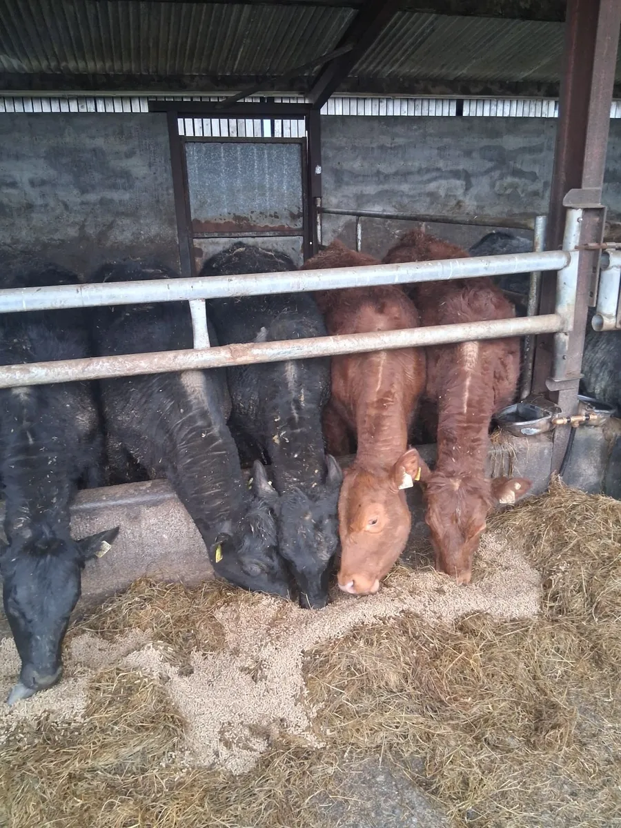 Yearling Heifers Tuam Mart 6th April - Image 2