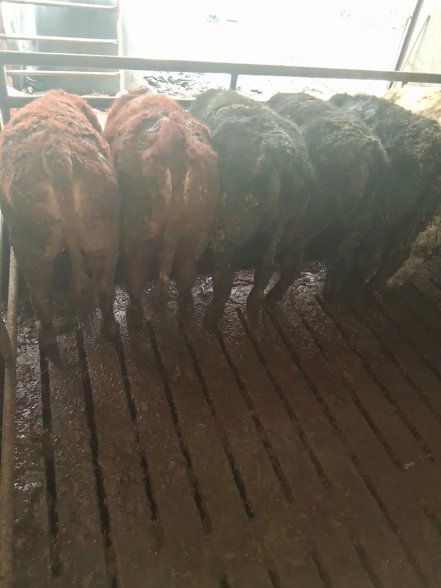 Yearling Heifers Tuam Mart 6th April - Image 1