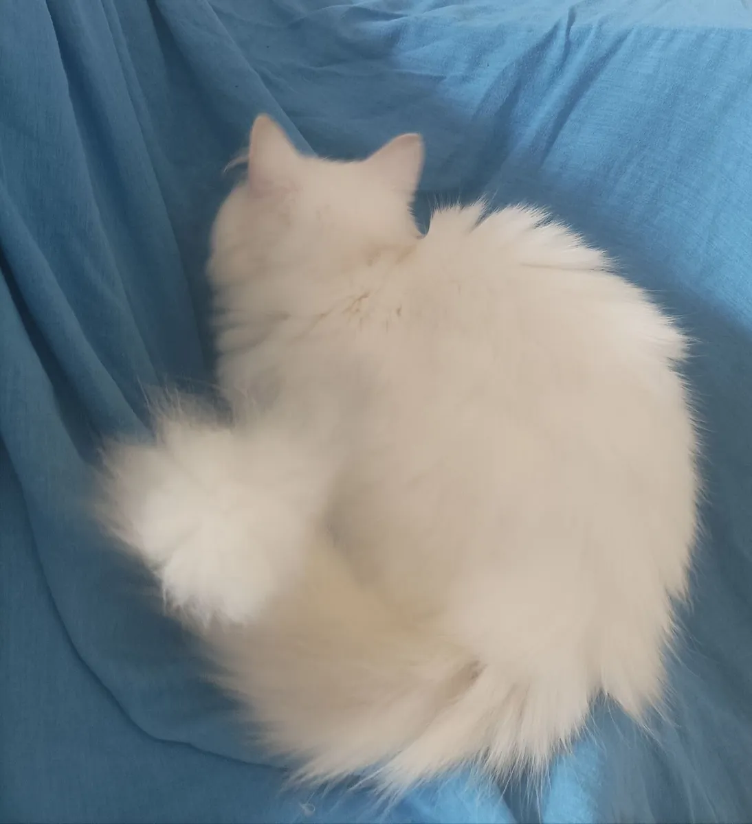 Turkish Van kittens, - Image 3