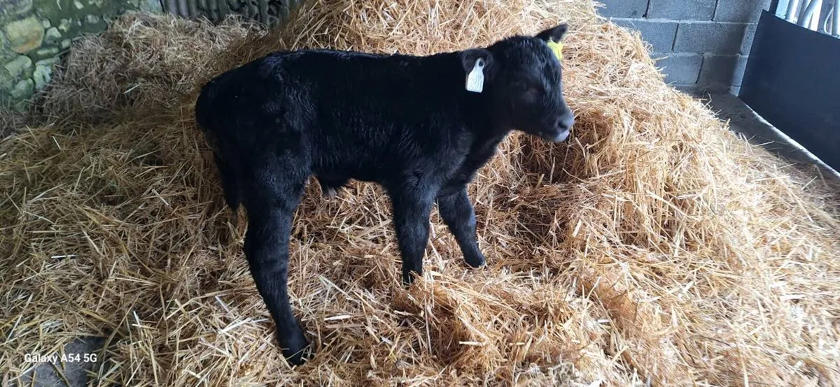 Aberdeen Angus - Image 2