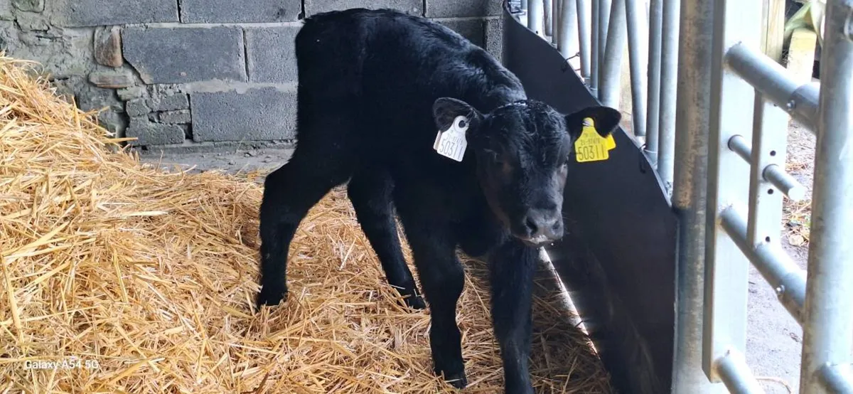 Aberdeen Angus - Image 3