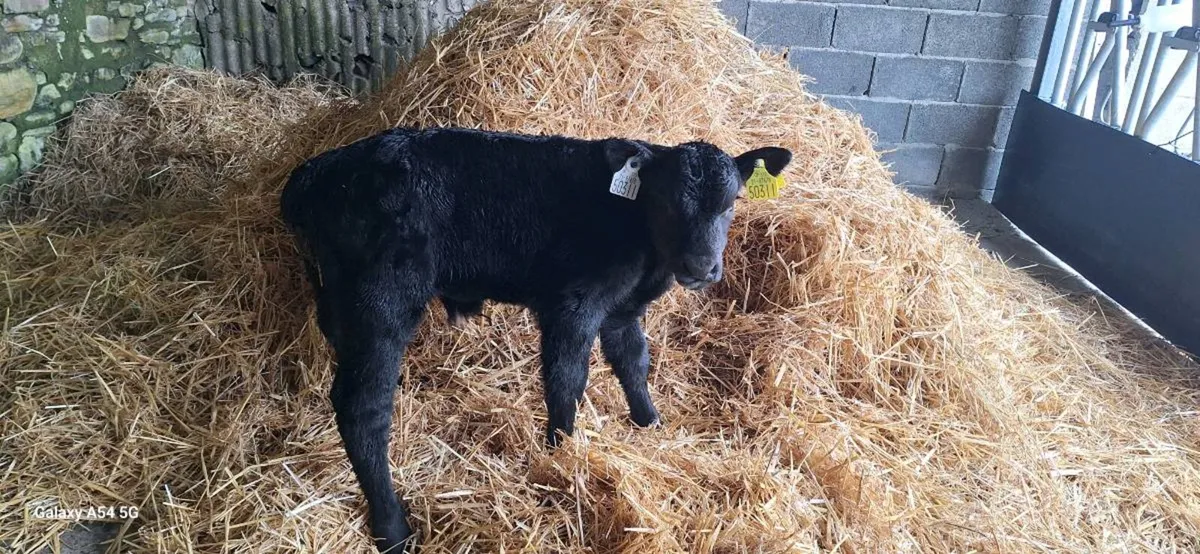 Aberdeen Angus - Image 1