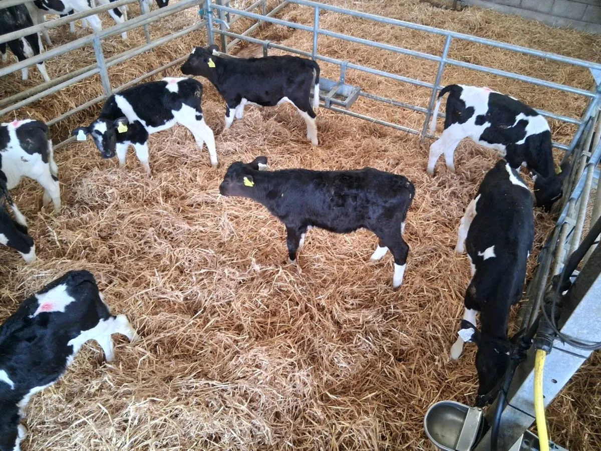 Fresion heifer calves - Image 1