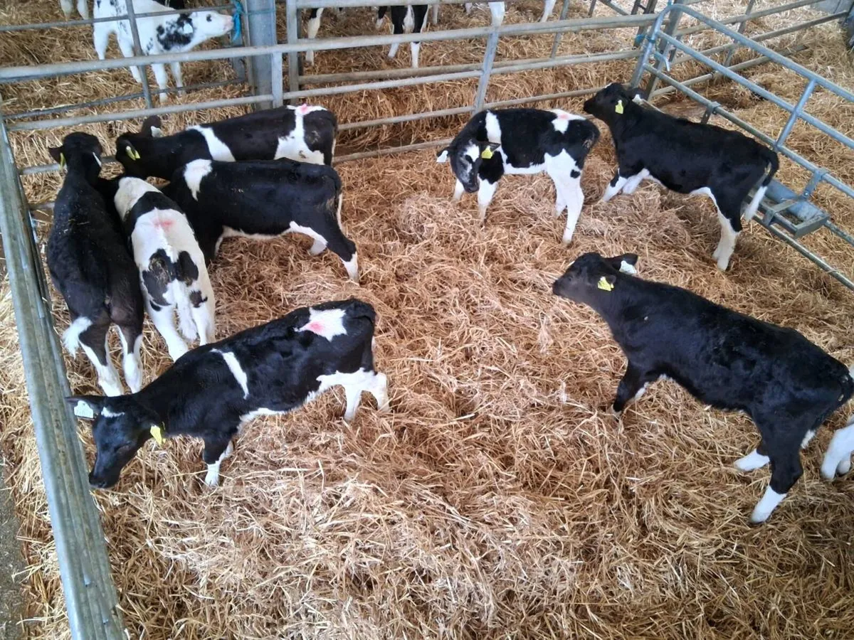Fresion heifer calves - Image 2