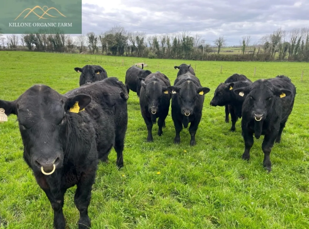 Aberdeen Angus Bulls Organic