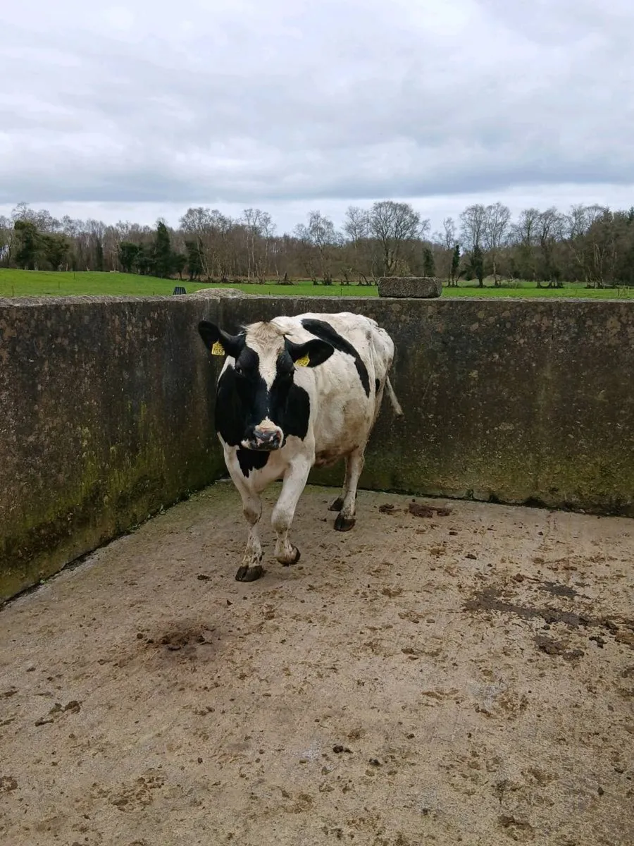 1 Freshly Calved 1 Incalf Cow - Image 1