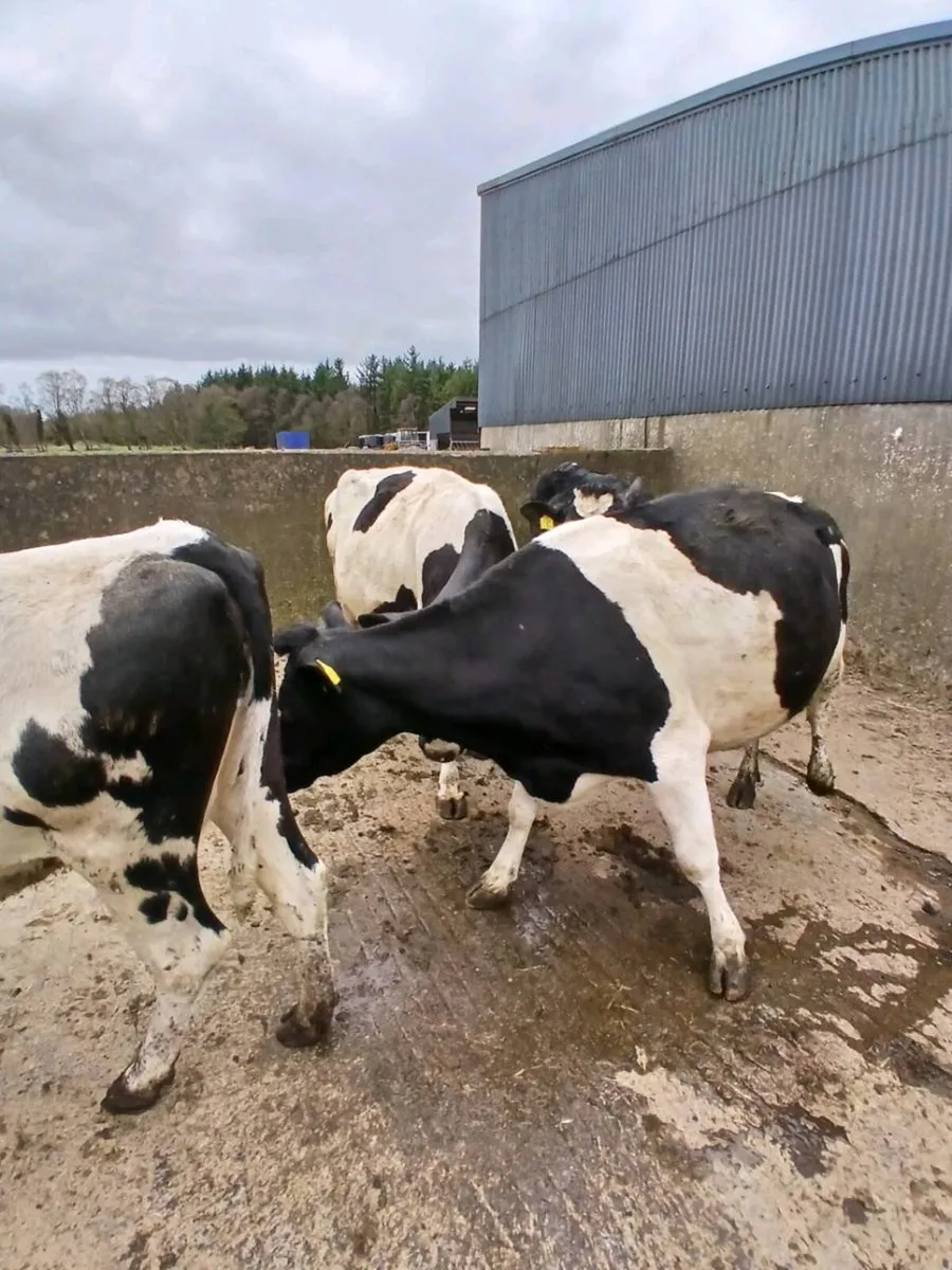 1 Freshly Calved 1 Incalf Cow - Image 2