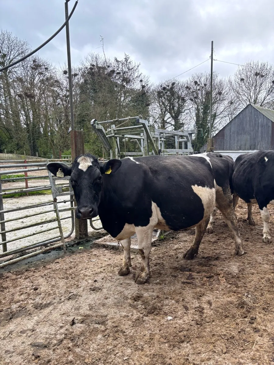 3 young BF incalf cows - Image 1