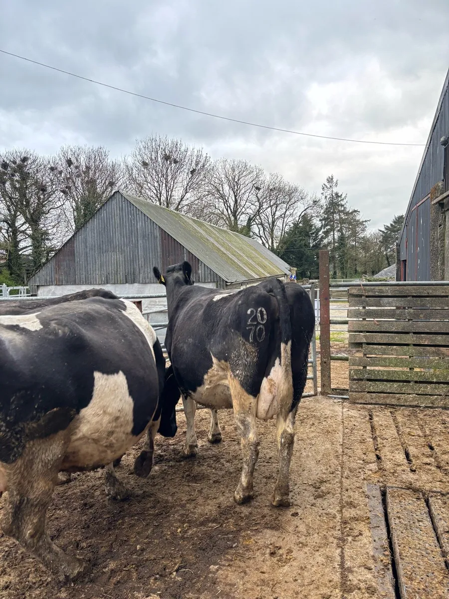 3 young BF incalf cows - Image 3