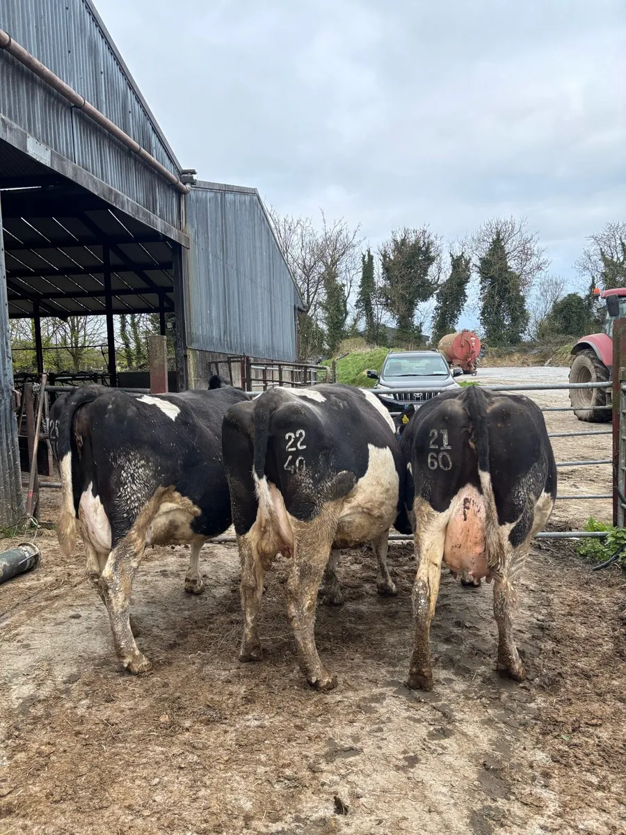 3 young BF incalf cows - Image 2