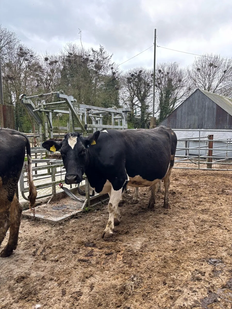 3 young BF incalf cows - Image 4