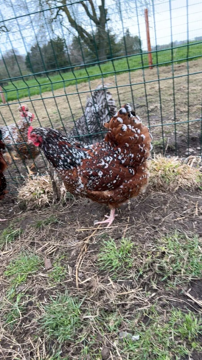 Jubilee Orpington hatching eggs - Image 2