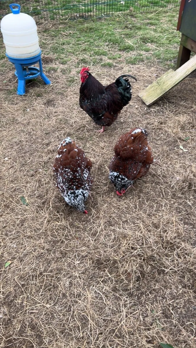 Jubilee Orpington hatching eggs - Image 1