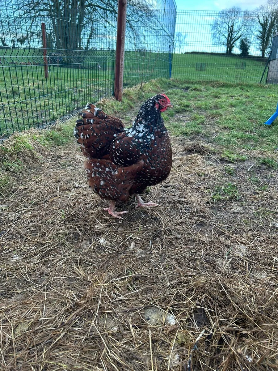 Jubilee Orpington hatching eggs - Image 4