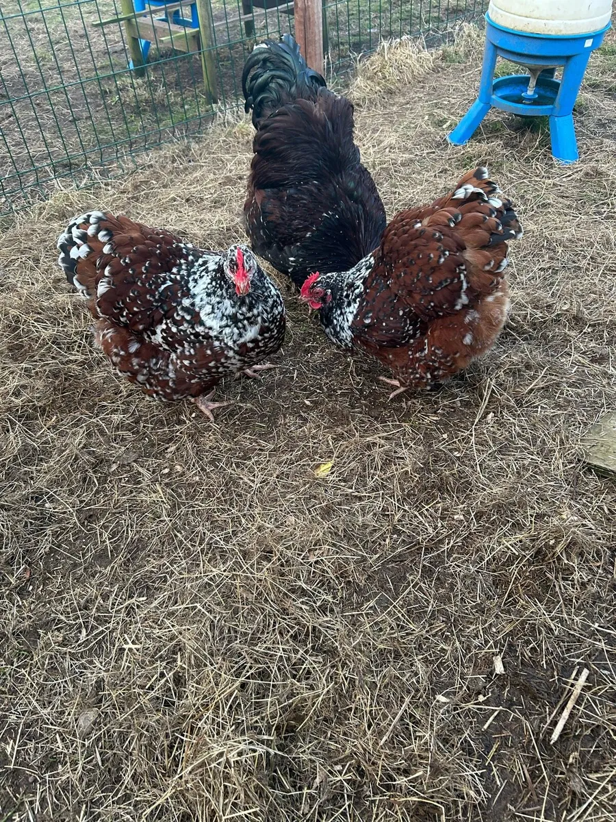 Jubilee Orpington hatching eggs - Image 3