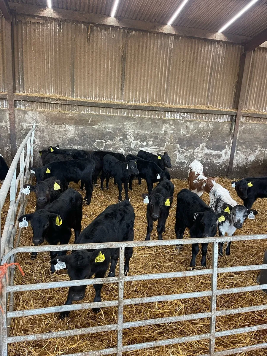 Calves - Image 1