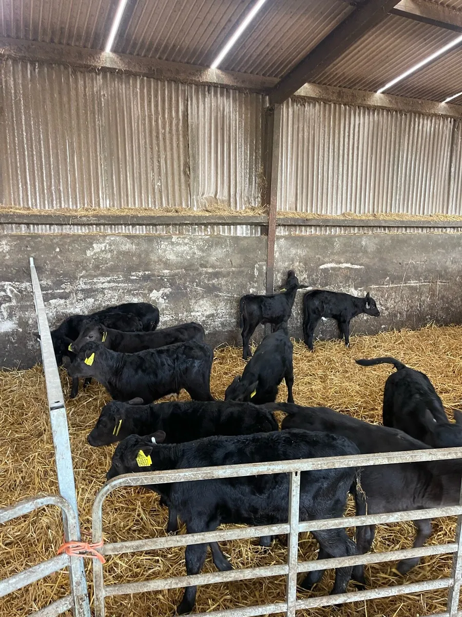 Calves - Image 2