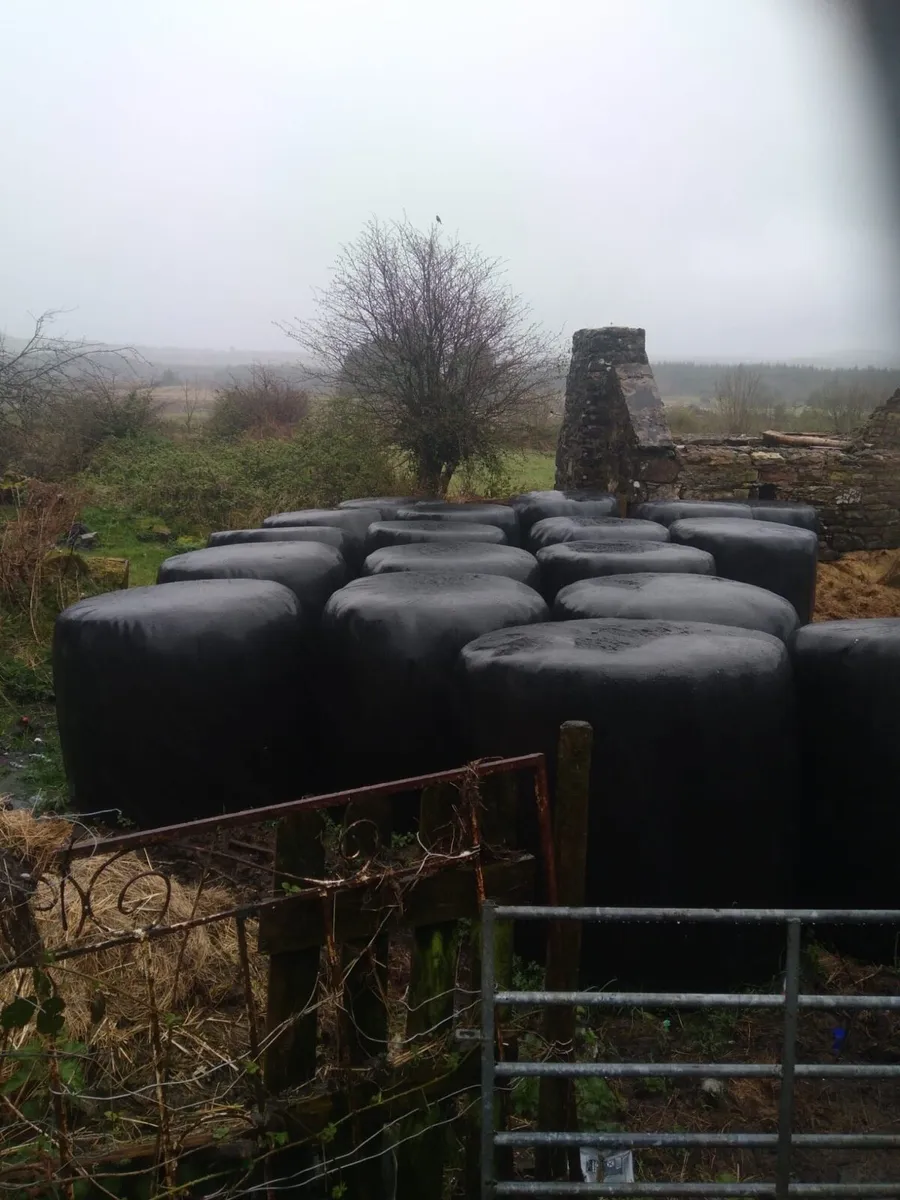 Silage bales - Image 1