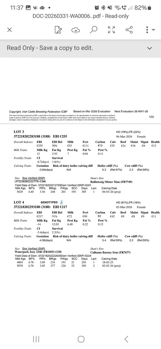 10 Ho/Fr heifer calves - Image 2
