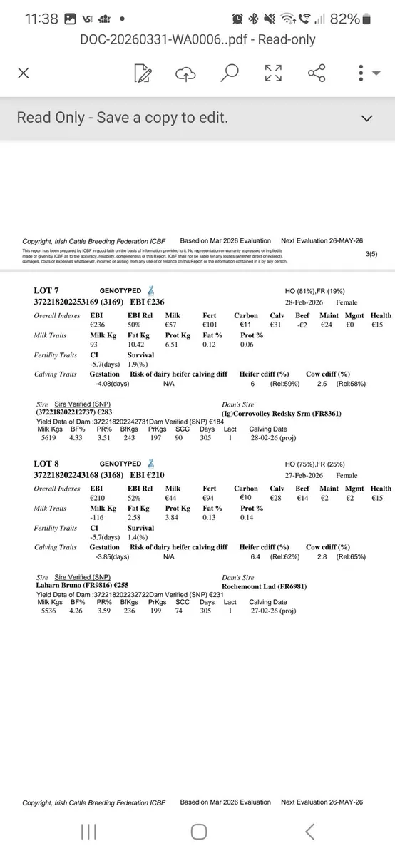 10 Ho/Fr heifer calves - Image 4