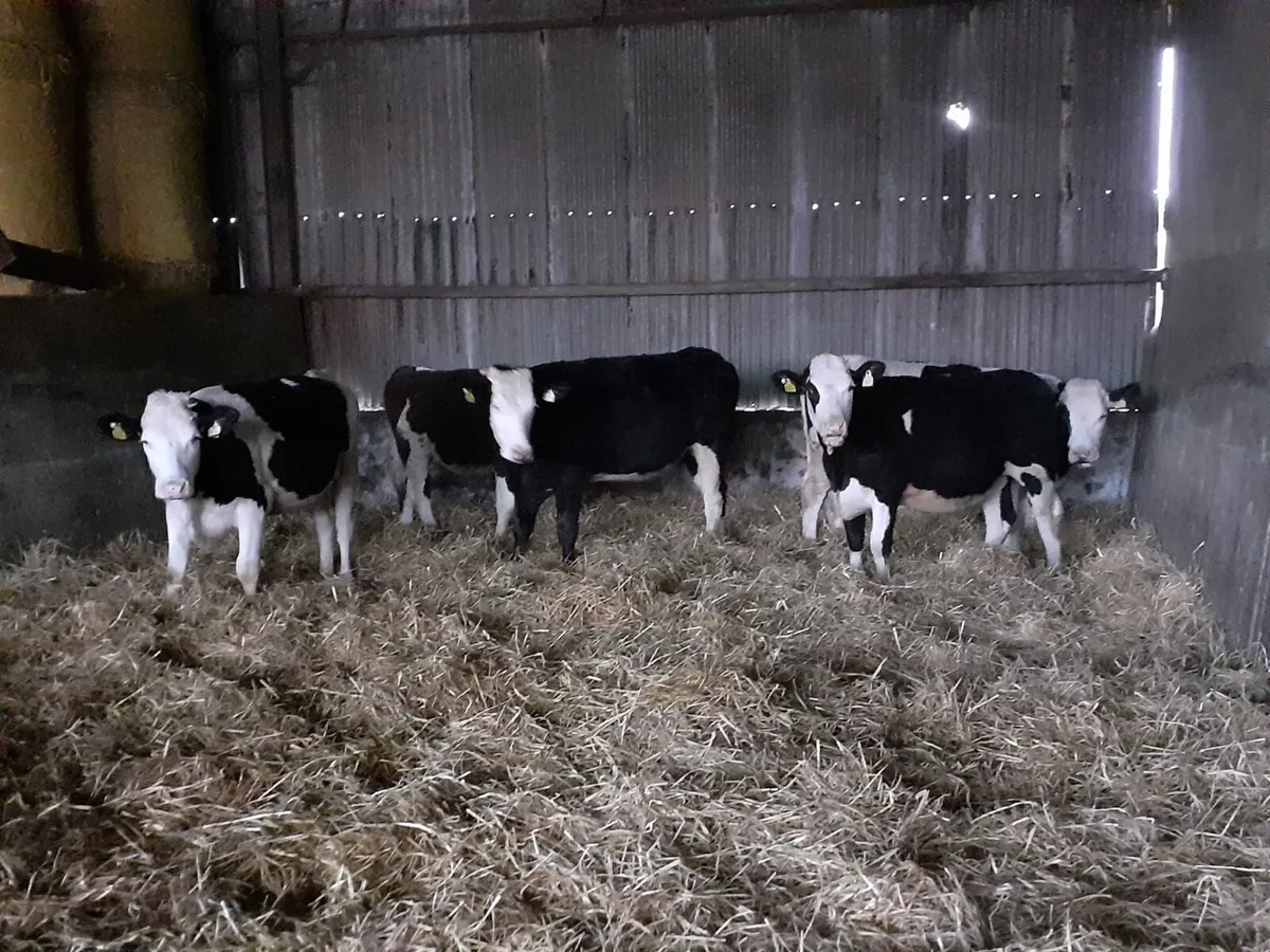 5 Maiden SIX SCEP Heifers - Image 4