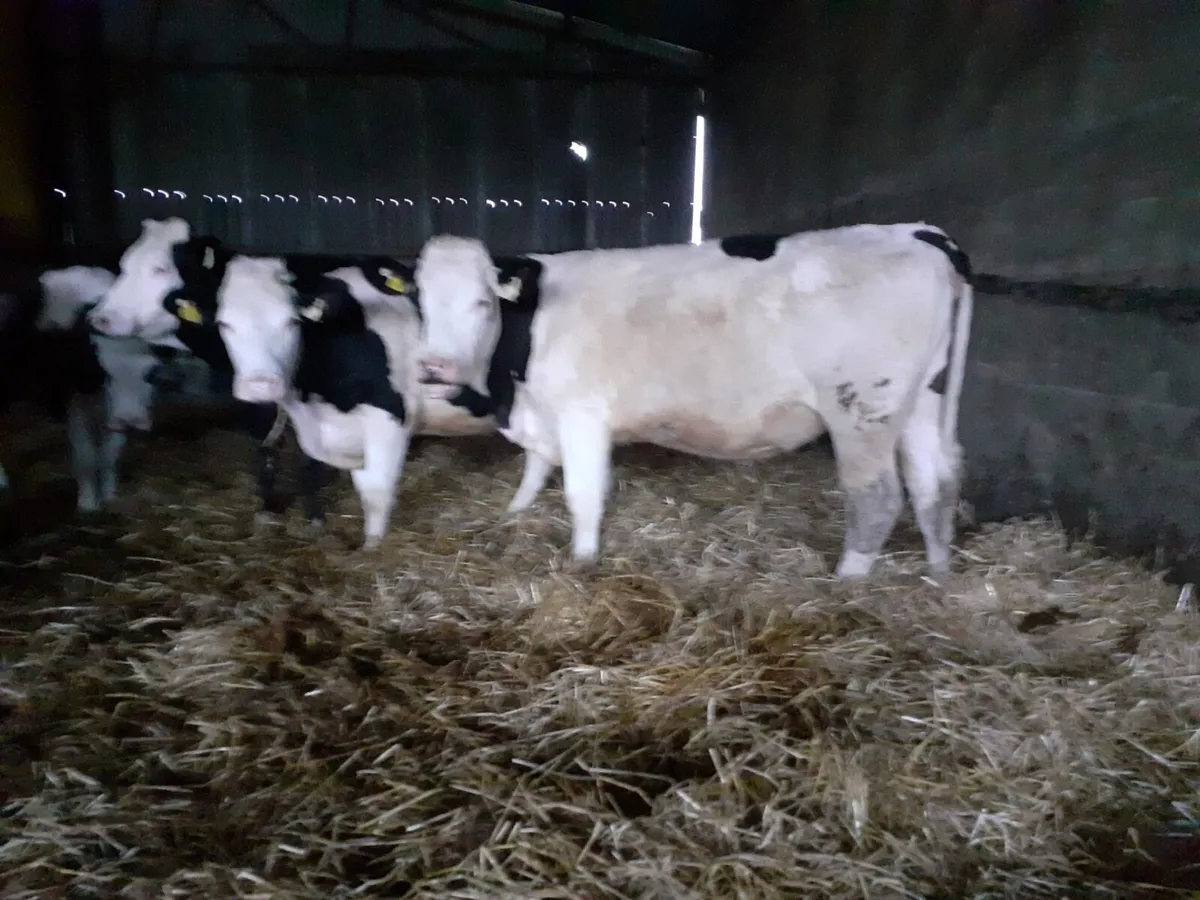 5 Maiden SIX SCEP Heifers - Image 1