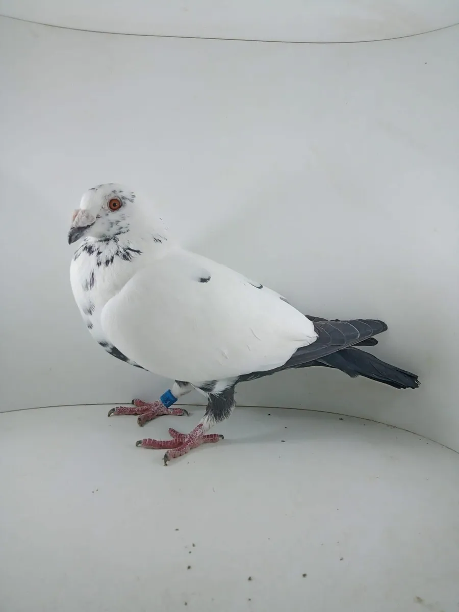 Racing pigeons and fancy - Image 3