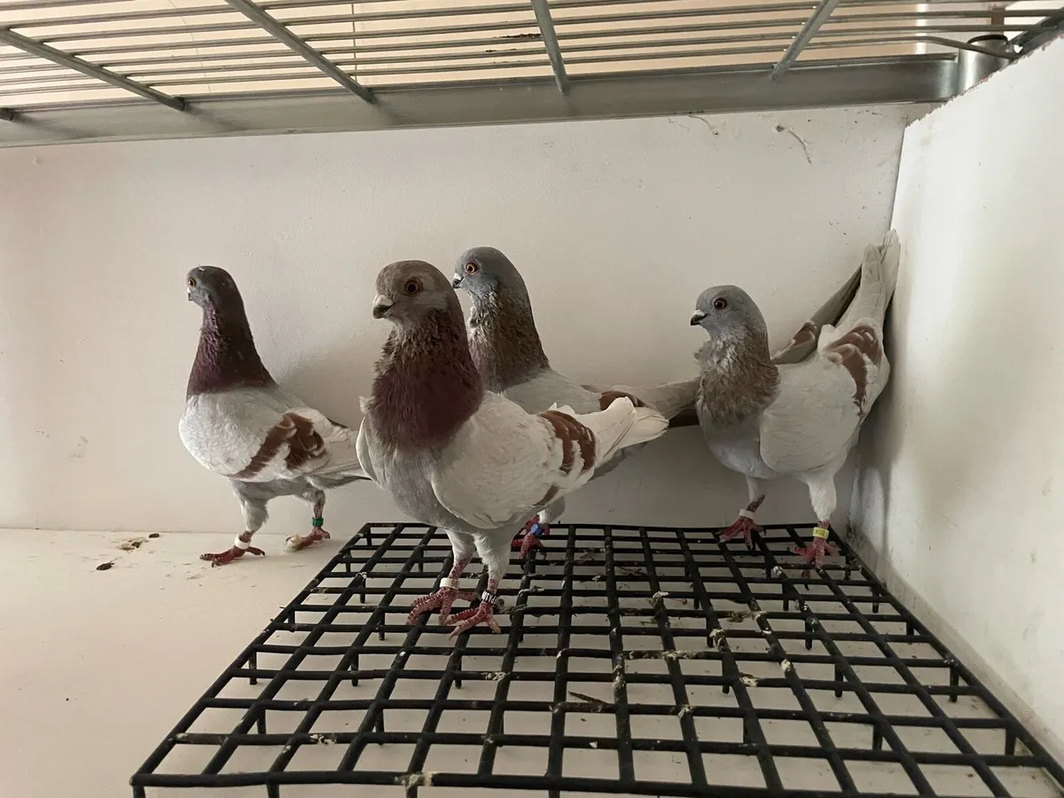 Racing pigeons and fancy - Image 4