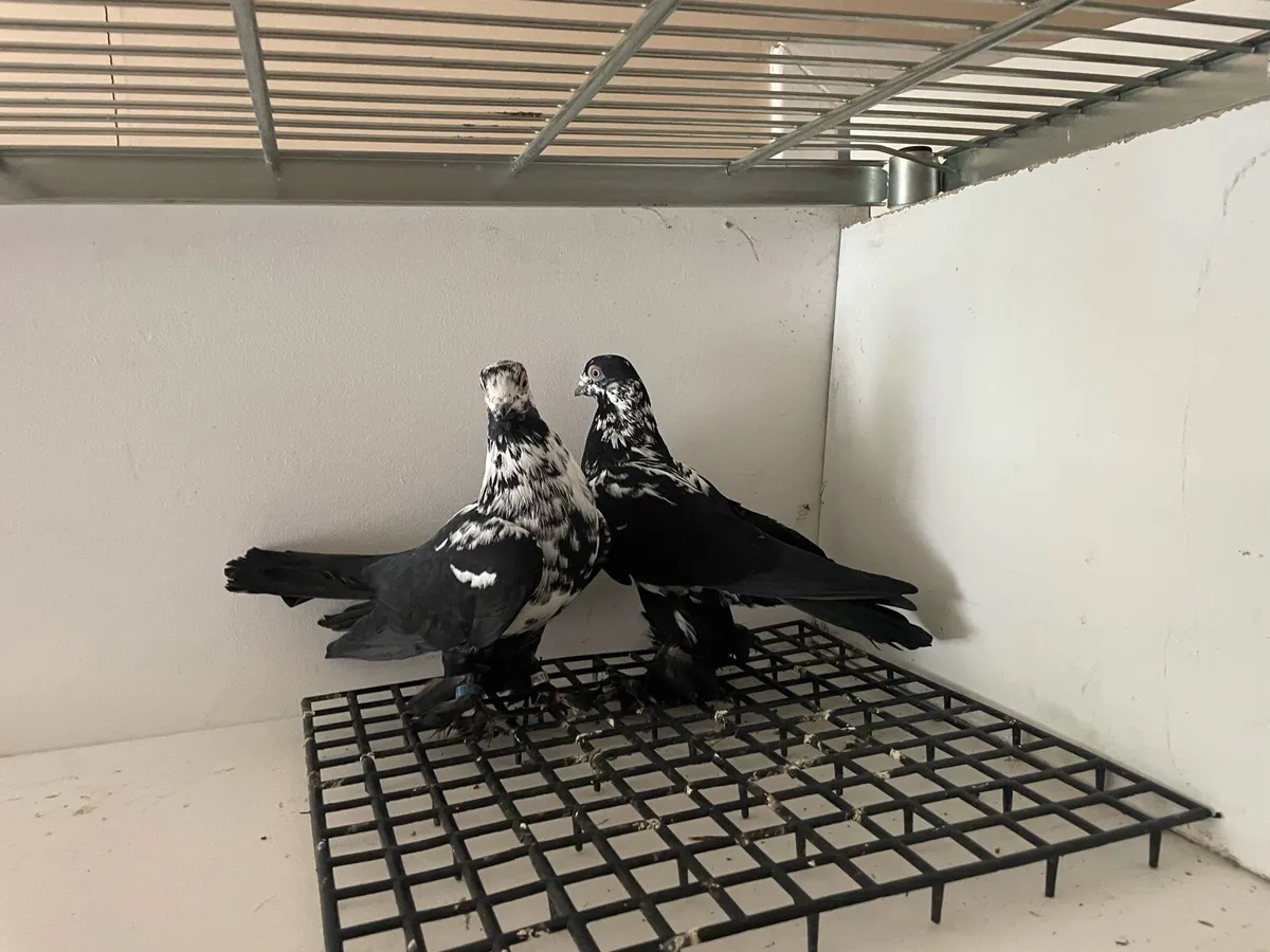 Pigeons - Image 1