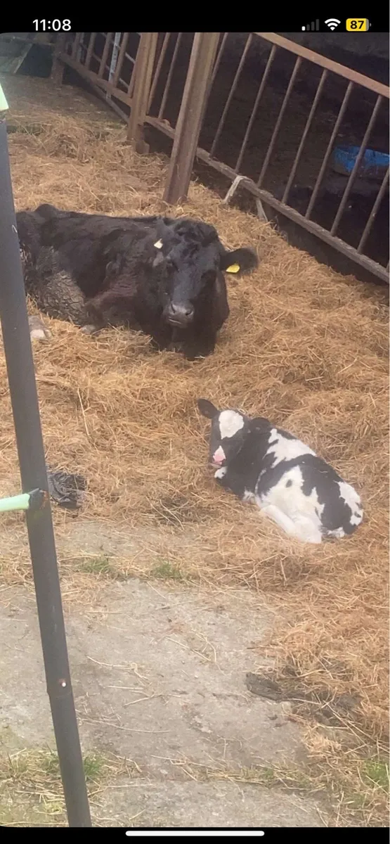 Suckler Outfits - Image 1